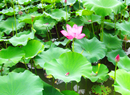 西邵鄉(xiāng)萬(wàn)畝節(jié)水蓮藕園區(qū)荷花盛開(kāi)